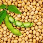 Brazilian Soybean – Premium Export Quality
