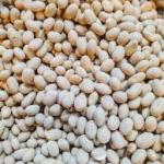 Brazilian Soybean – Premium Export Quality