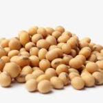 Brazilian Soybean – Premium Export Quality