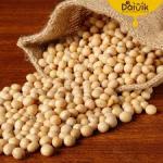Brazilian Soybean – Premium Export Quality